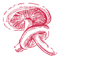 buydmtusa.com